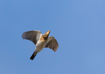 Obraz premium Kramsvogel, Fieldfare, Turdus pilaris