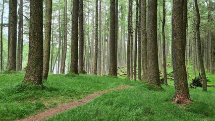 footpath in the woods