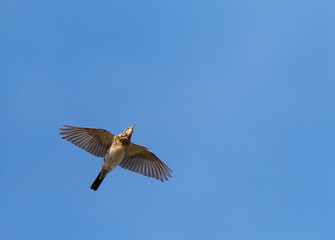 Kramsvogel, Fieldfare, Turdus pilaris