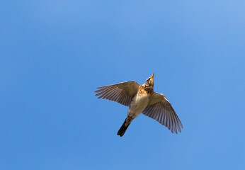 Kramsvogel, Fieldfare, Turdus pilaris