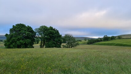 landscape with trees