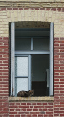 cat on a window on a brick wall, Honfleur, France
