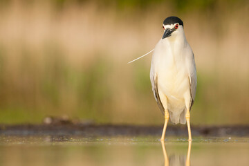 Kwak, Black-crowned Night Heron, Nycticorax nycticorax