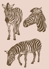 Fototapeta na wymiar Sepia illustration,graphical vintage collection of zebras