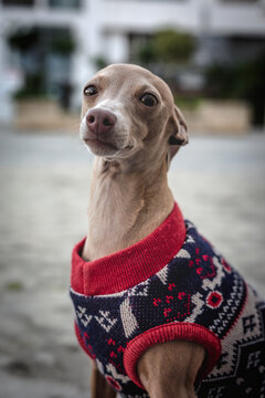 Funny Italian dog greyhound playing in the park