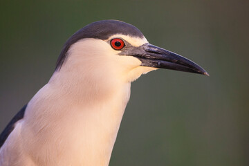 Kwak, Black-crowned Night Heron, Nycticorax nycticorax