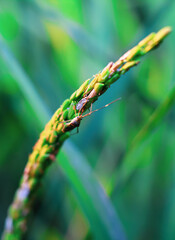Beetle on a green rice field. Lesser Rice Bug on green rice plant(Leptocorisa acuta). Pest of agricultural plants.