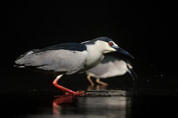 Kwak, Black-crowned Night Heron, Nycticorax nycticorax