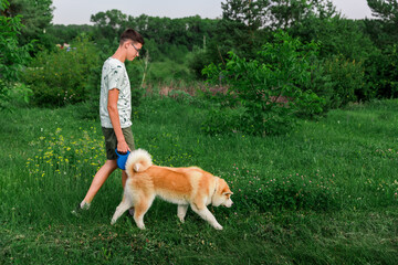 A young man walks in a summer park with a young puppy of a dog Akita Inu. The concept of friendship between a man and a dog.