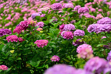 Obraz premium 紫陽花
