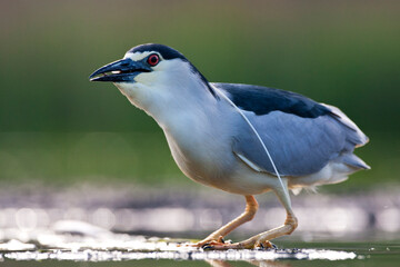 Kwak, Nycticorax nycticorax, Black-crowned Night Heron