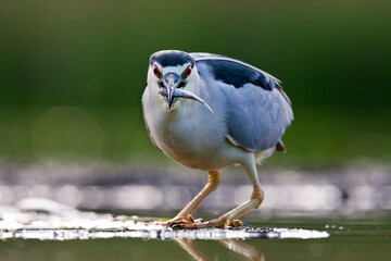 Kwak, Black-crowned Night Heron, Nycticorax nycticorax