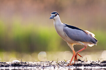 Kwak, Black-crowned Night Heron, Nycticorax nycticorax