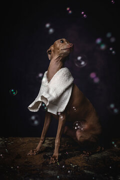 Italian piccolo dog getting ready for the bath