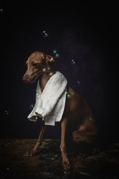 Italian piccolo dog getting ready for the bath