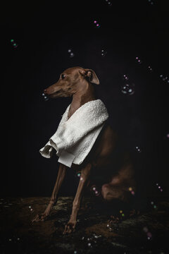 Italian piccolo dog getting ready for the bath
