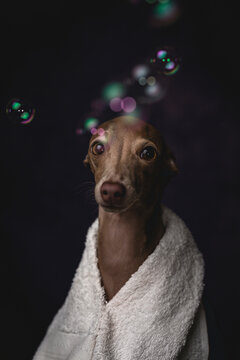 Italian piccolo dog getting ready for the bath