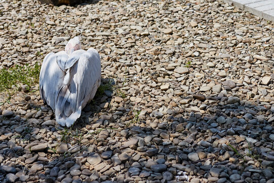 Pink pelican resting in the cold.