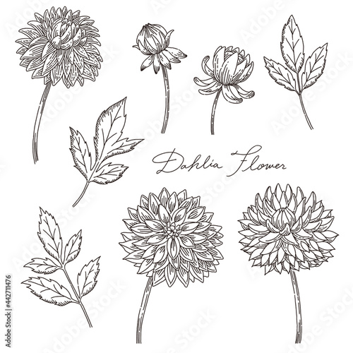 手描きのおしゃれなダリアの花と葉っぱの線画 Wall Mural Tunaco