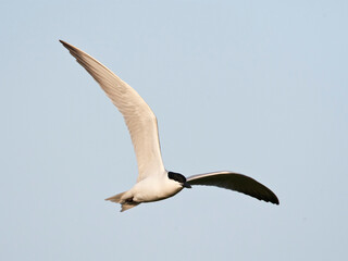 Lachstern, Gull-billed Tern, Gelochelidon nilotica