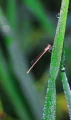Beautiful nature scene dragonfly. Dragonfly in the nature habitat using as a background or wallpaper.The concept of writing an article. Dragonfly.