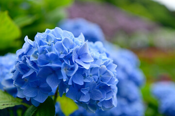 紫陽花