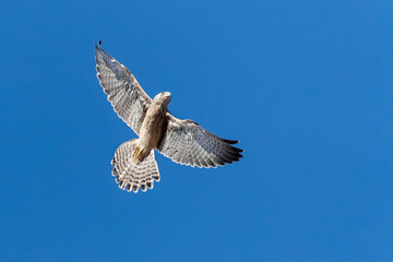 Kleine Torenvalk, Lesser Kestrel, Falco naumanni