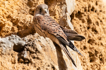 Kleine Torenvalk, Lesser Kestrel, Falco naumanni