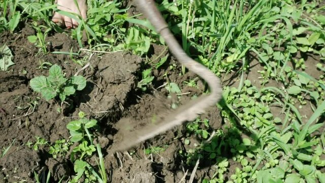 Weed removal with a hoe for the growth of young seedlings of potatoes