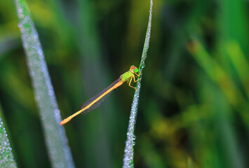 Beautiful nature scene dragonfly. Dragonfly in the nature habitat using as a background or wallpaper.The concept of writing an article. Dragonfly on the leaf. water drops on the green grass.