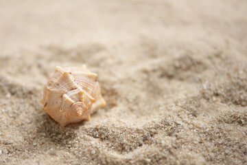 Fototapeta na wymiar Conch shell on sany beach, summer holidays background