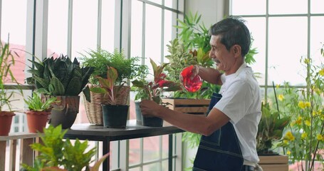 Senior man watering plant in garden green house. Happy elderly Asian man watering plants lifestyle retirement concept.