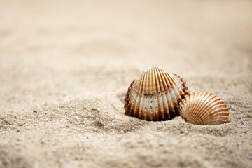 Fototapeta na wymiar two rippled seashells lay on sandy beach, summer marine background