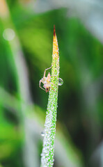 Spider sitting on the grass with green background. Dewdrops on spider closeup with green background for the wallpaper.