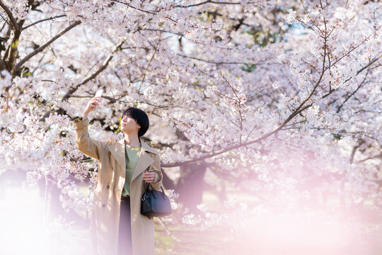 スマートフォンで桜の写真を撮る女性