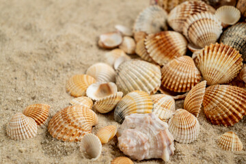 Fototapeta na wymiar Seashells scattered on sandy beach, summer holiday concept