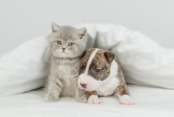 Fototapeta na wymiar Miniature Bull Terrier puppy and tiny kitten sit together under warm blanket on a bed at home