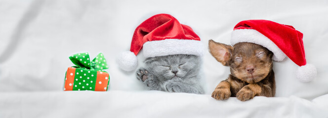 Cute kitten and Dachshund puppy wearing santa hats sleep together  with gift box under a white blanket on a bed at home. Top down view. Empty space for text