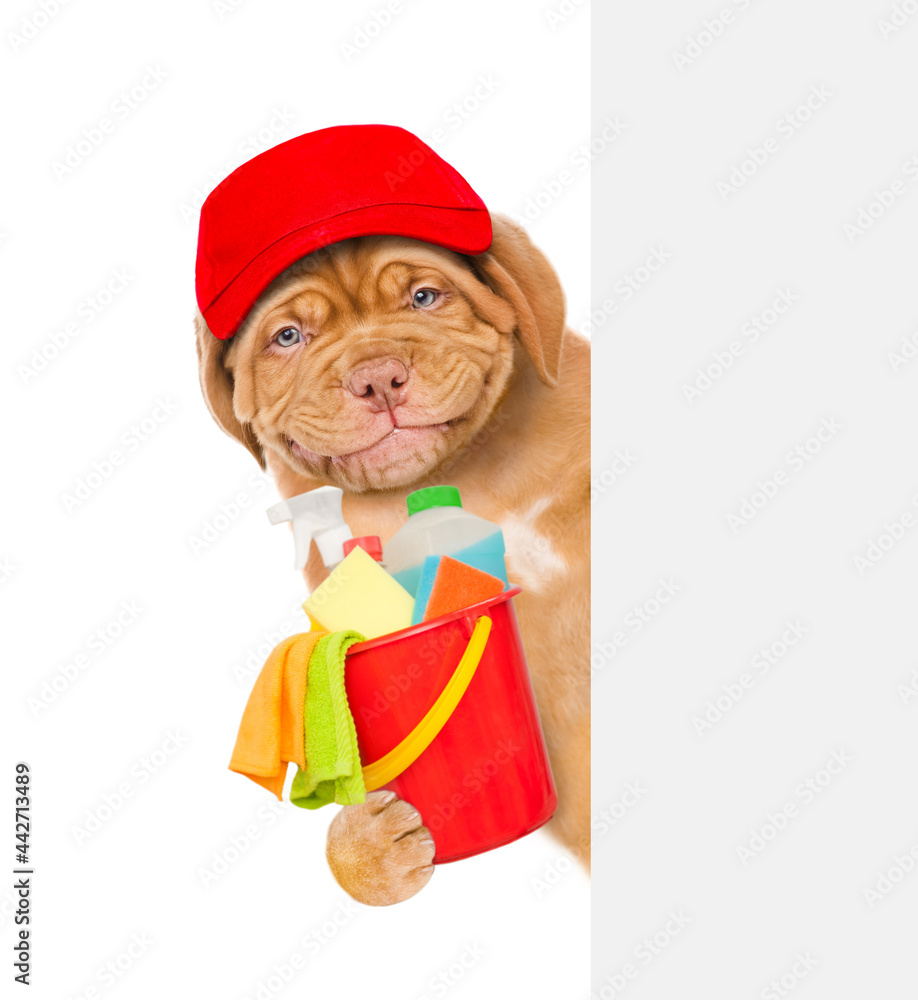 Poster Cleaning concept. Smiling puppy wearing red hat  holds bucket with  washing fluids and rags in paws and looks from behind empty white banner. isolated on white background
