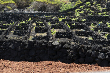 Pico Island Azores vineyard lwine grapes protected by lava stone aerial view