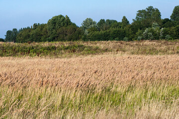 Landscape at Lentevreugd