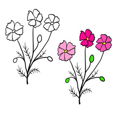 Single cosmos flower branch isolated on white background. Black outline hand drawn sketch and colored version. Floral vector for coloring book, childrens illustration, summer design, screen printing.