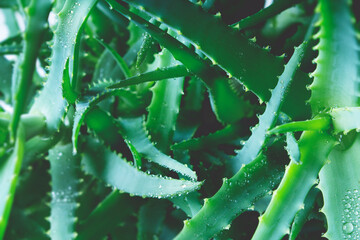 Aloe vera background. Leaves with dew drops.