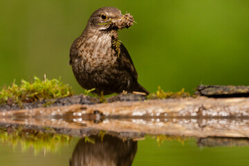 Merel, Eurasian Blackbird, Turdus merula