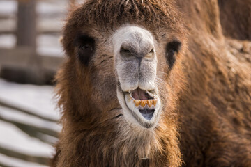 Close view of the chewing bactrian camel (Camelus bactrianus) head