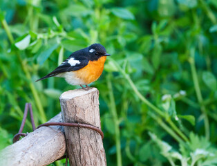 Mugimakivliegenvanger, Mugimaki Flycatcher, Ficedula mugimaki