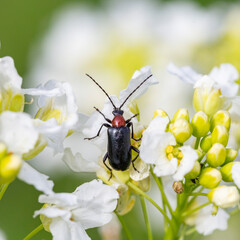 Beetle Dinoptera collaris. Dinoptera collaris is the species of the Lepturinae subfamily in long-horned beetle family