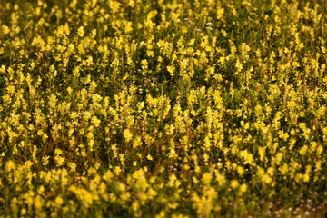 Tuinposter Ratelaar, Yellow Rattle, Rhinanthus © AGAMI