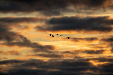 Bird watching in Prerow , north Germany, the cranes flying over the countryside early in October