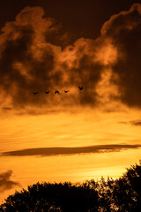 cranes before a golden cloud in the north of Germany